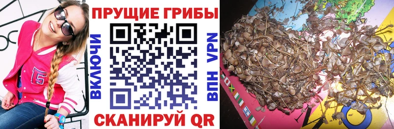 Псилоцибиновые грибы мухоморы  даркнет сайт  Чегем 